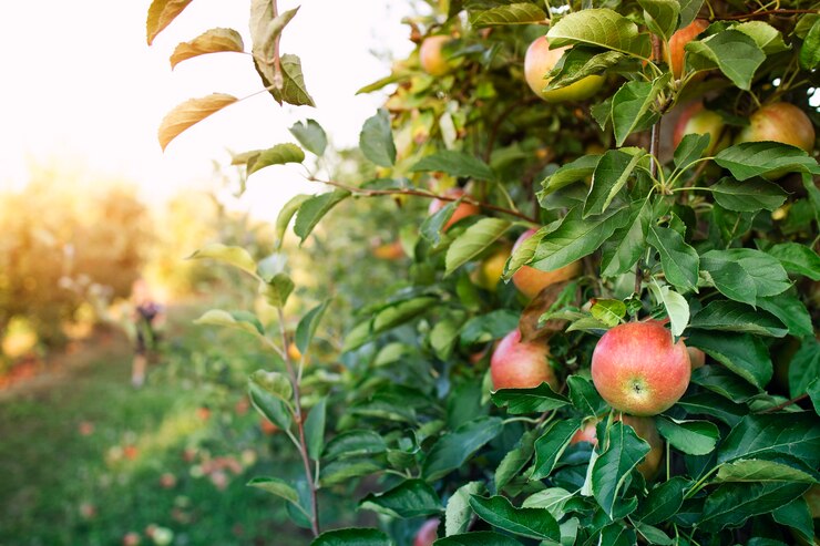Apple orchard Free Photo
