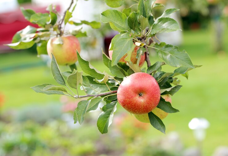 Apples on a treee Free Photo