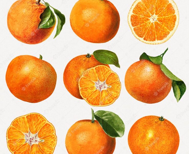 Hand drawn natural fresh oranges set Free Vector Hand drawn natural fresh oranges set Free Vector
