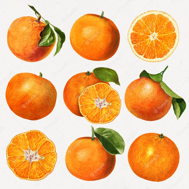 Hand Drawn Natural Fresh Oranges Set 53876 116685