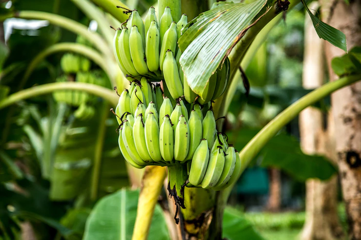 Palm Tree With Green Bananas 169016 2273