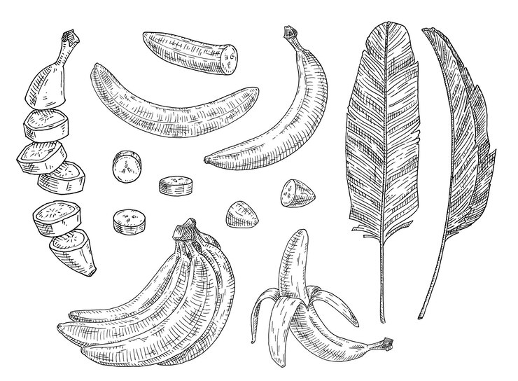 Set With Fresh Banana Whole Half Pieces Peeled And Unpeeled Fruits Vintage Vector Engraving
