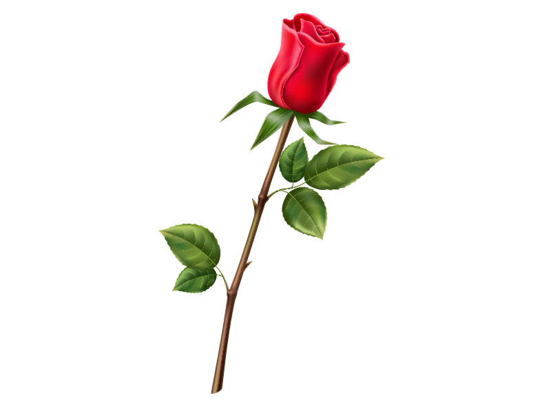 Single Vector Red Rose