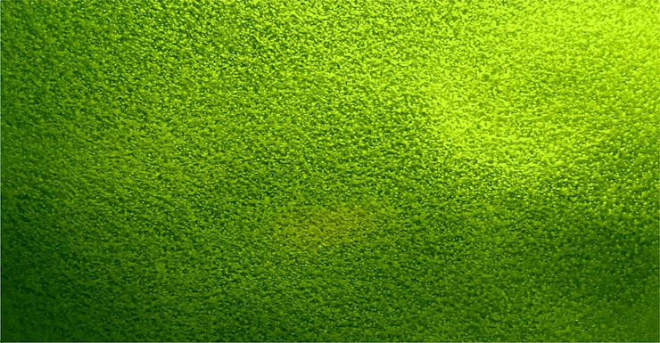 Beautiful Green Texture Background 1035 12479