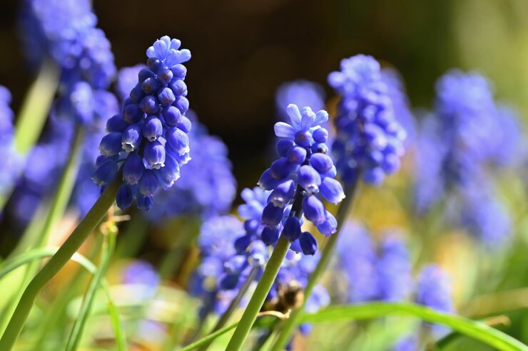 Beautiful Spring Blue Flower Grape Hyacinth With Sun Green Grass Macro Shot Garden With Natural Blurred Backgroundmuscari Armeniacum 1161 815