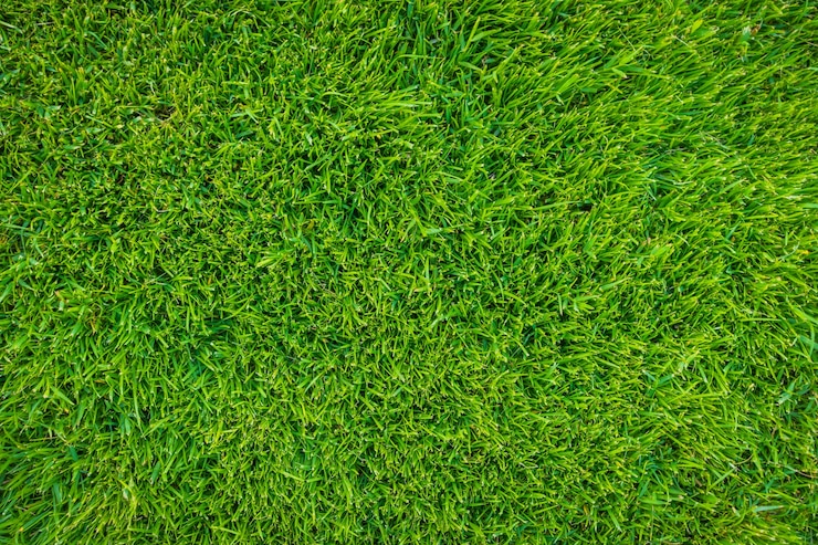 Close Up Image Fresh Spring Green Grass 1232 2759