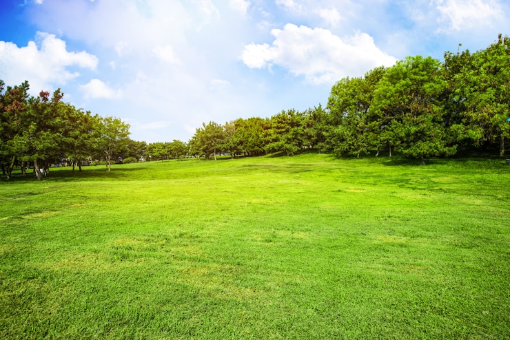 Field With Grass Clouds 1112 621