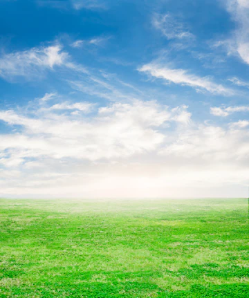 Fresh Grass With Sky Background 1149 1042