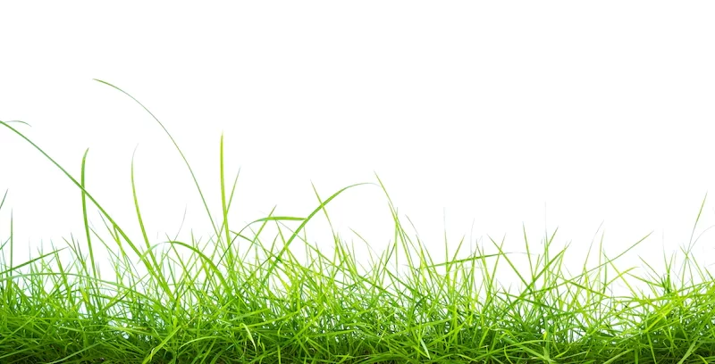 Green grass on white background Free Photo