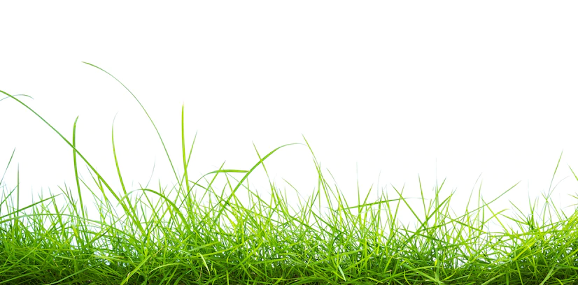 Green Grass White Background 1232 855