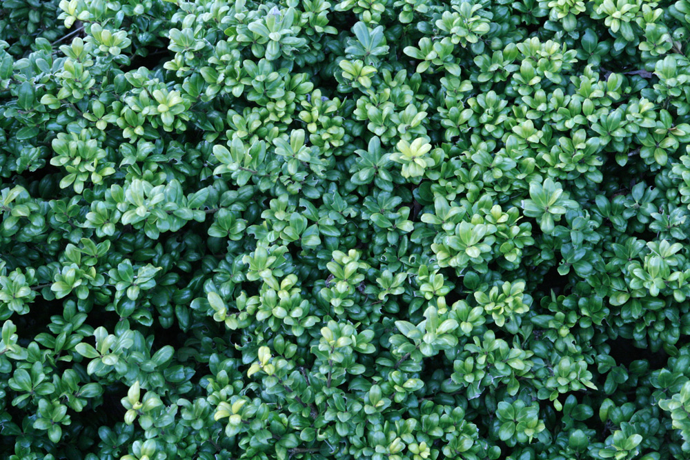 Hedgetexture 0001