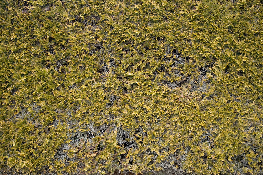 Hedgetexture 0010