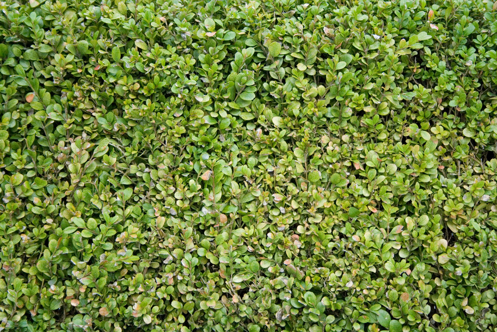 Leaf Texture Background
