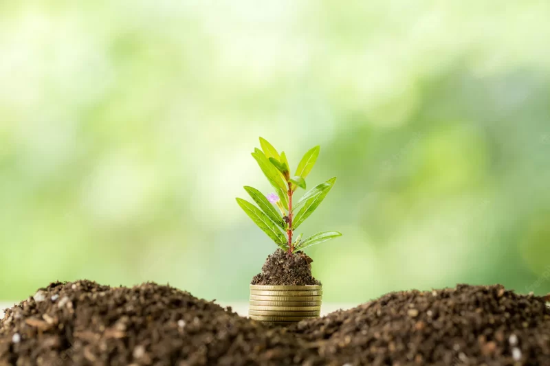 Planting trees on a coin pile with sunlight Free Photo