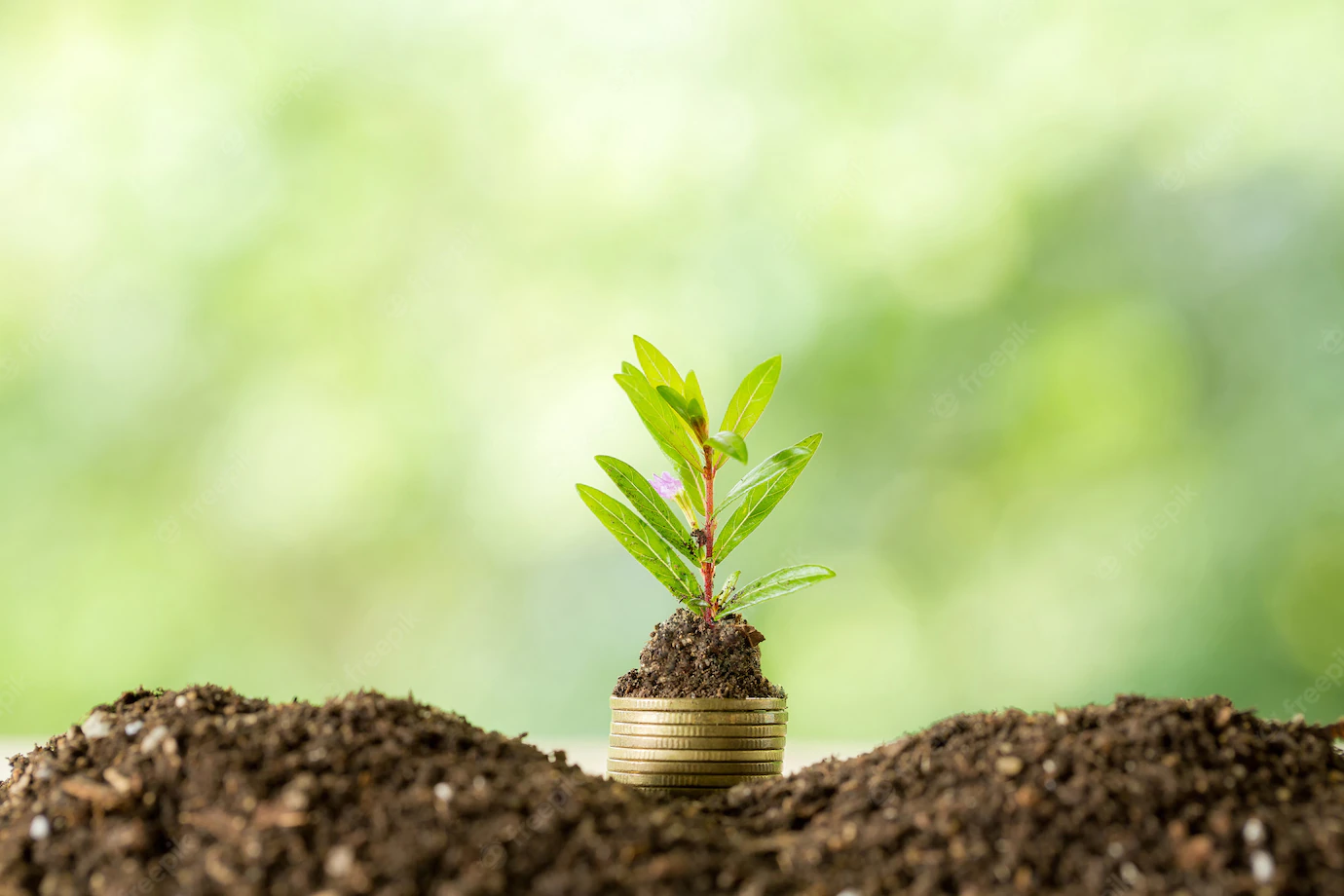 Planting Trees Coin Pile With Sunlight 1150 17719