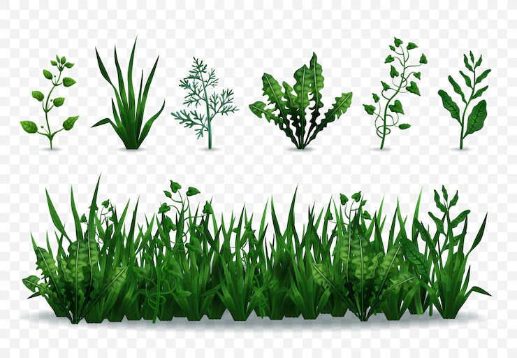 Realistic Fresh Green Grasses Plants Isolated Transparent Background Illustration 1284 62192