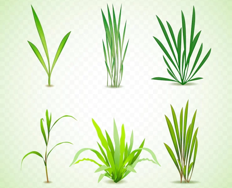 Realistic types of grass Free Vector