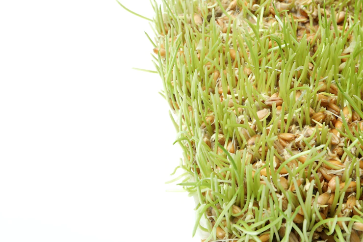 Sprouted Wheat Grass Isolated White Background 185193 68331