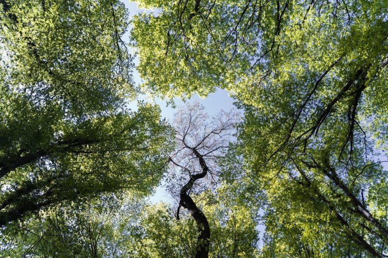 Beautiful natural green forest Free Photo