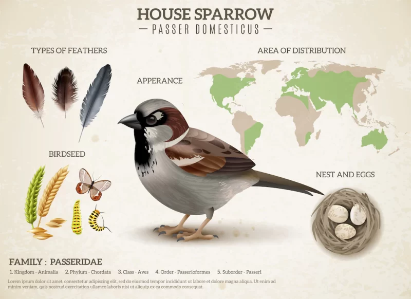 Birds scheme composition with realistic image of sparrow and images of feathers seeds and w