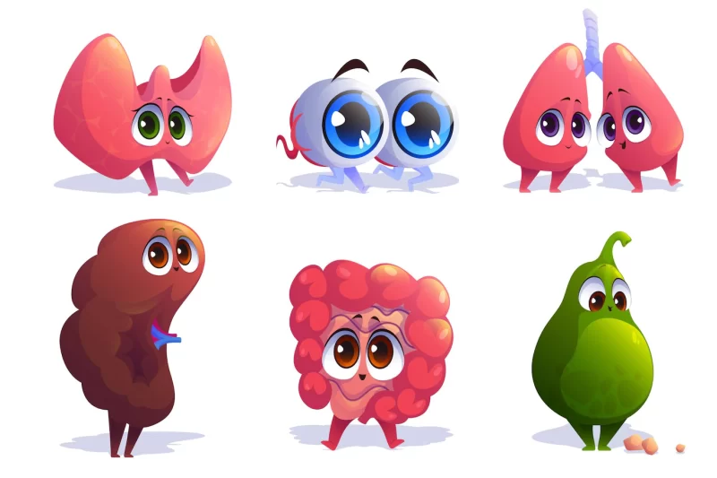 Cartoon organs characters thyroid, eyes, lungs and spleen with intestine and gallbladder. human body anatomy, medical emoji, comic mascots with kawaii smiling faces, vector illustration, icons set Free Vector