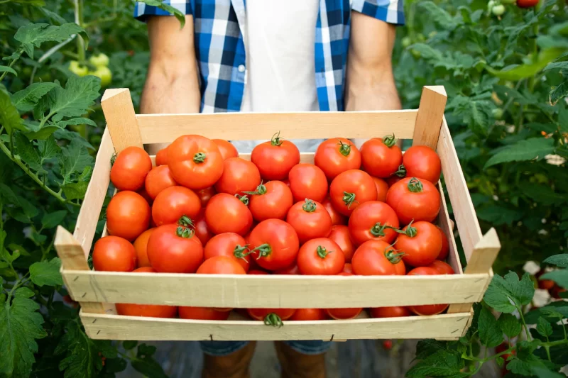 Close up view of wooden crate full of red tasty tomato vegetables Free Photo