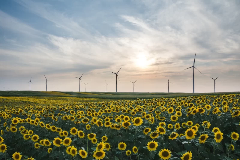 Closeup shot of beautiful sunflowers and wind turbines in a field Free Photo