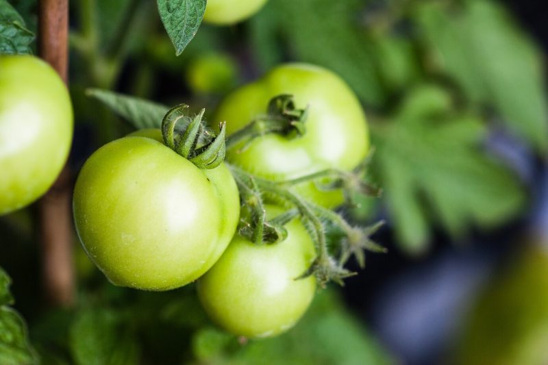 Closeup shot of a fresh green tomato plant growing in a greenhouse Free Photo