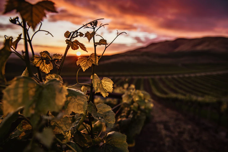 Closeup Shot Green Grape Leaves With Beautiful Green Landscape 181624 42012