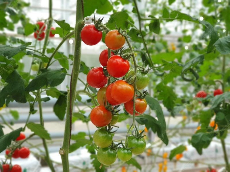 Colorful tomatoes(vegetables and fruits) are growing in indoor farm/vertical farm. Free Photo