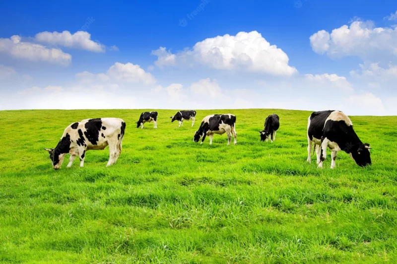 Cows on a green field Free Photo