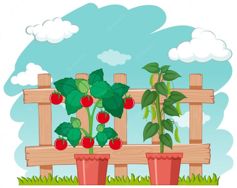 Farm scene with fresh vegetables growing Free Vector