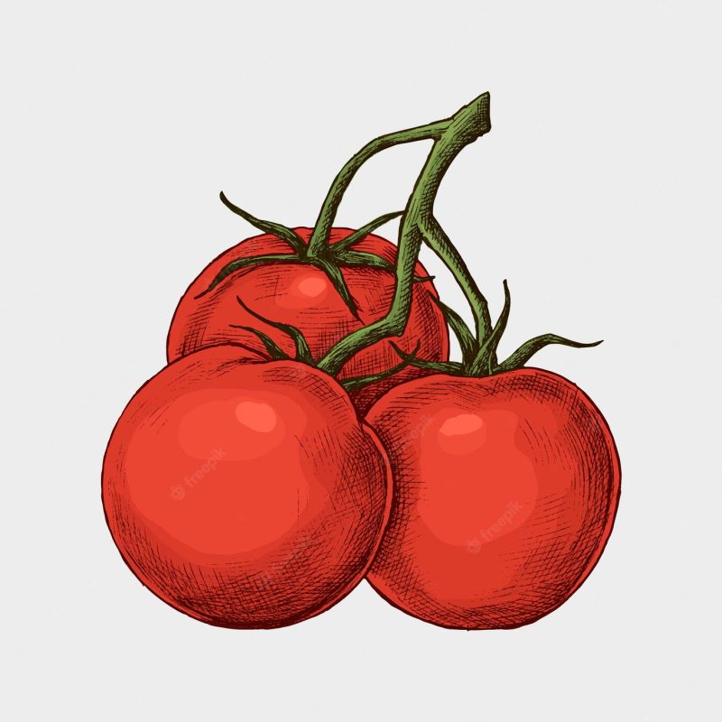 Fresh organic ripe tomato Free Vector