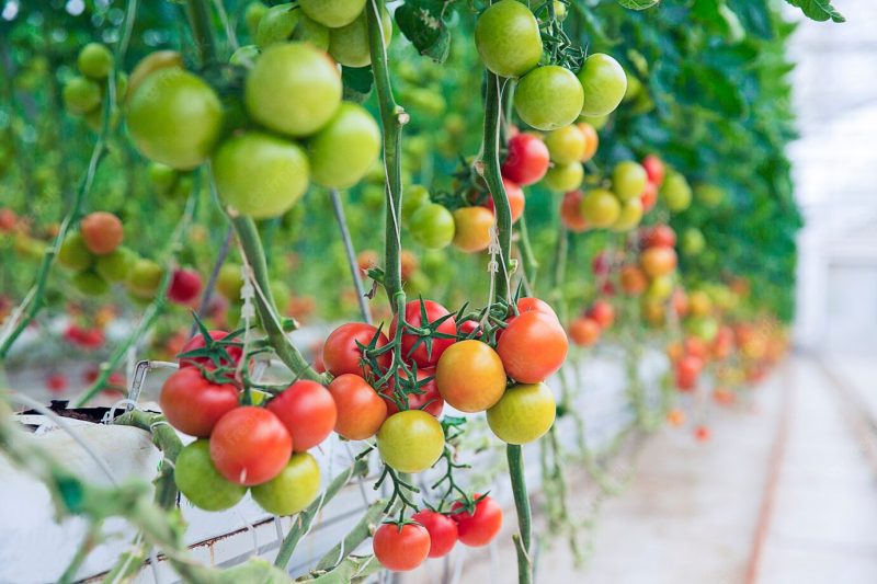 Green, yellow and red tomatoes hanged from their plants inside a greenhouse. Free Photo