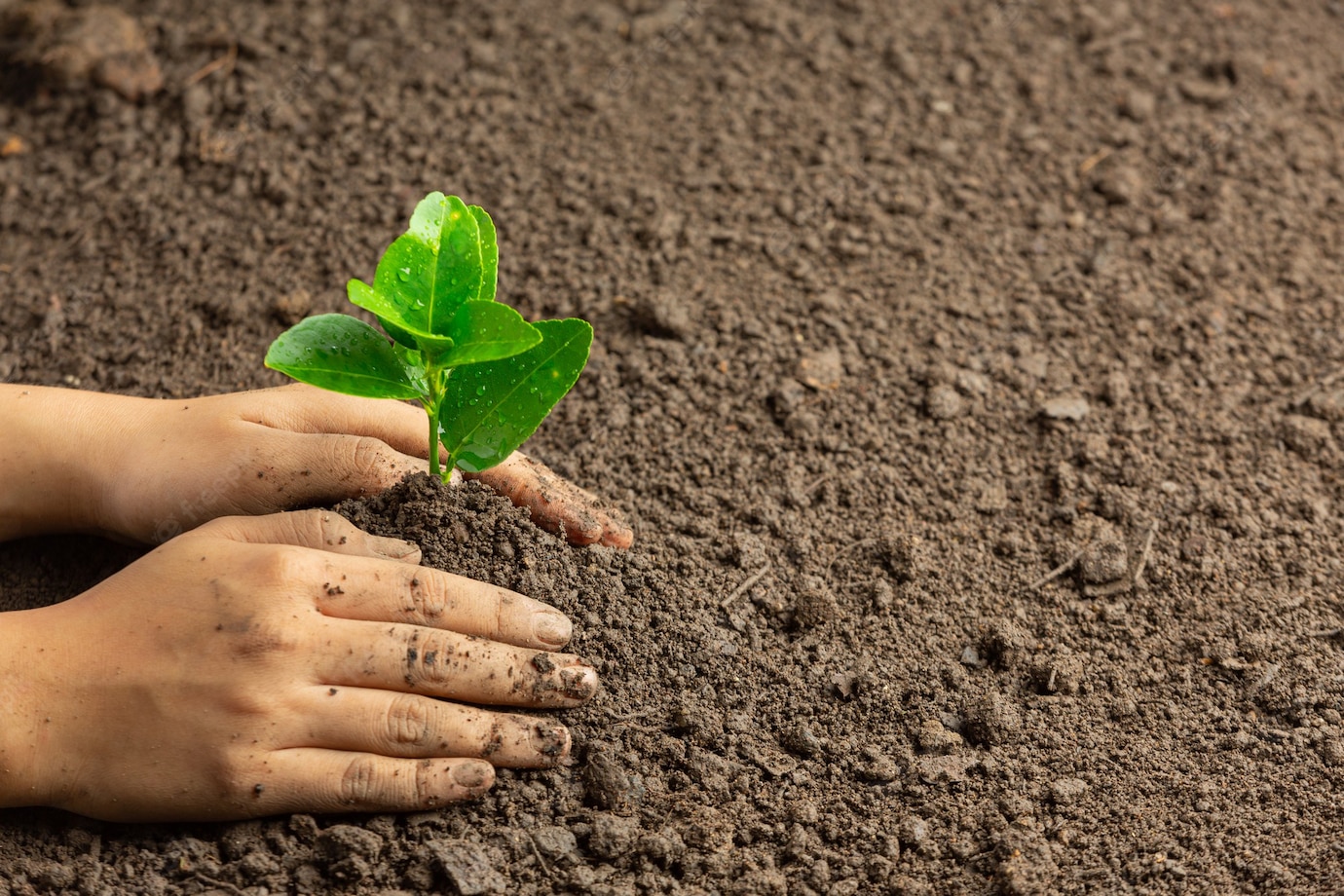 Hand Planting Seedlings Ground 1150 48101