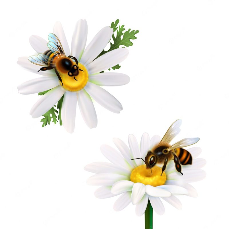 Honey bees sitting on daisy flowers Free Vector