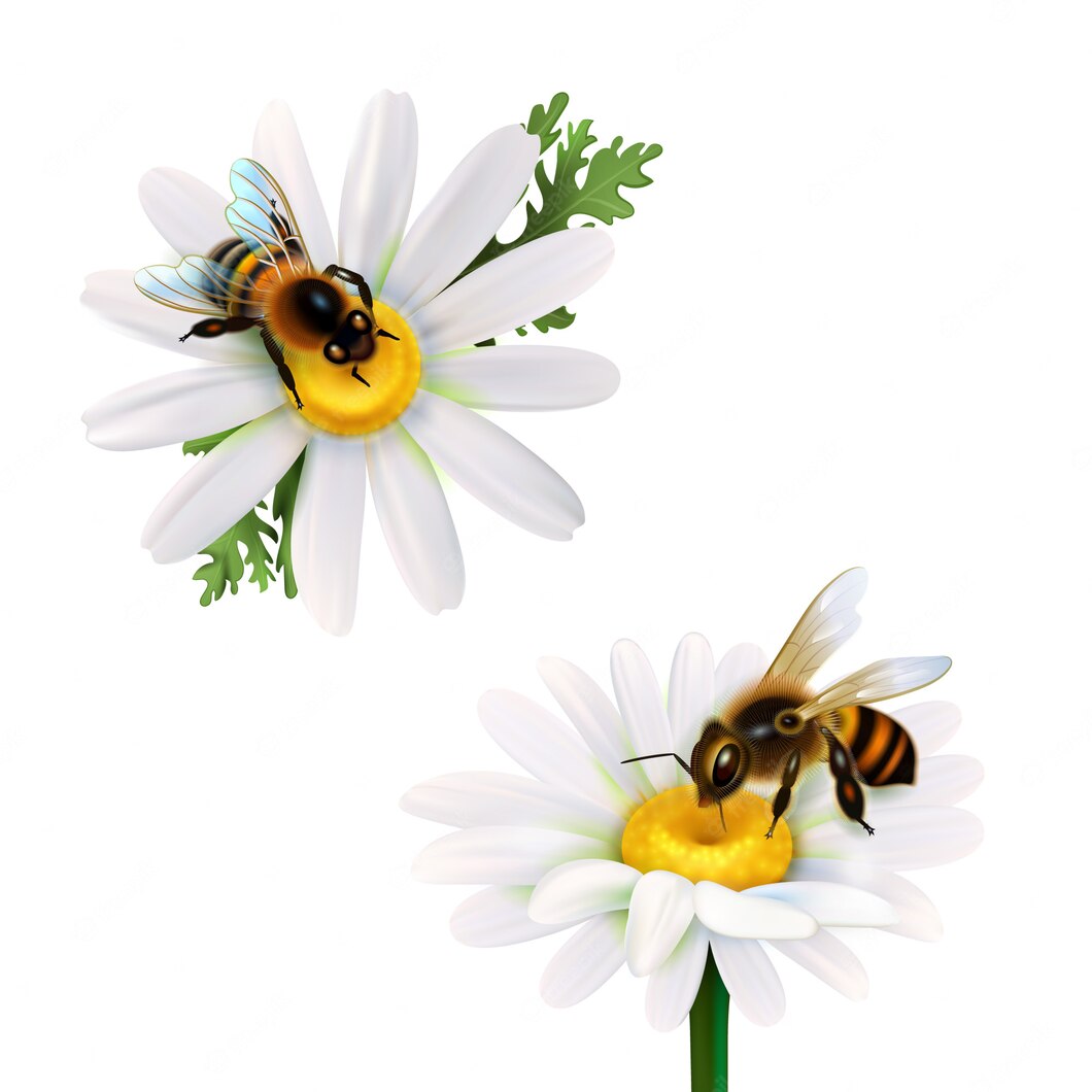 Honey Bees Sitting Daisy Flowers 1284 20697