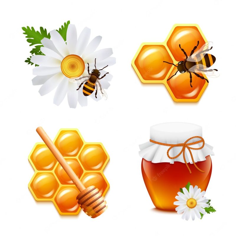 Honey food elements set with daisy bumblebee honeycomb isolated vector illustration Free V