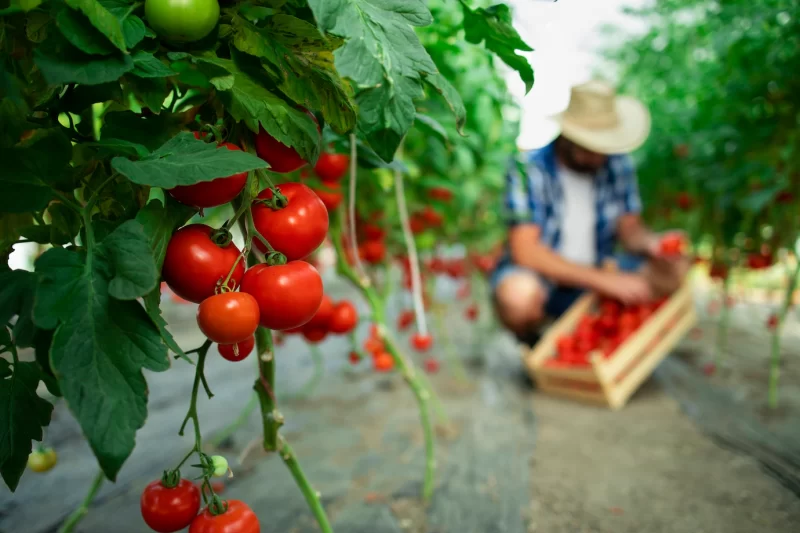 Organic food farm Free Photo