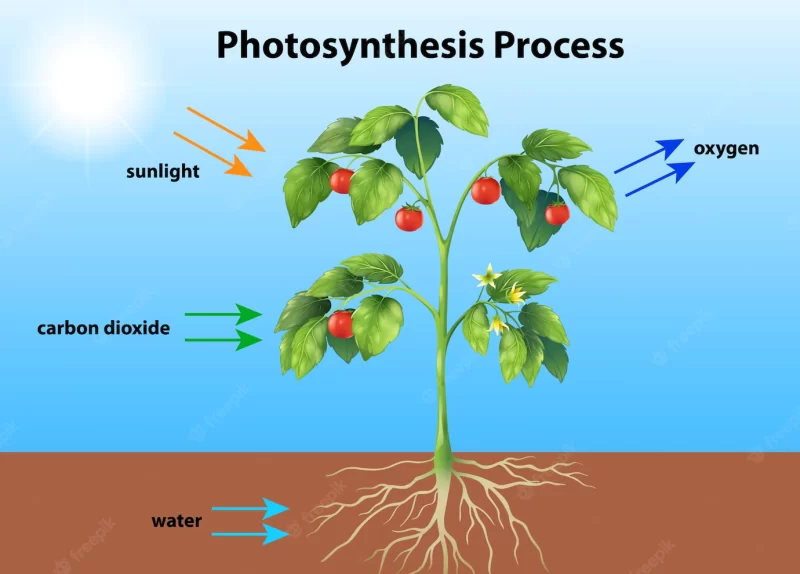 Photosynthesis Free Vector