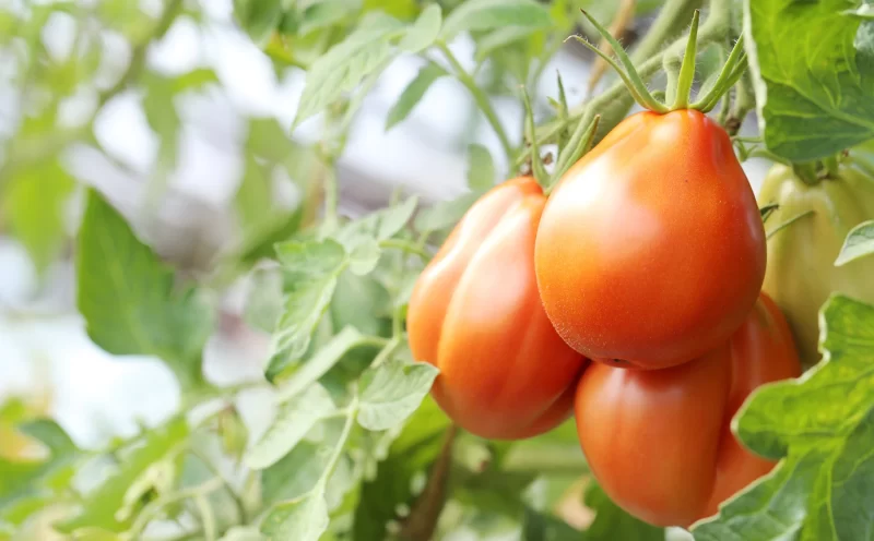 Red tomatoes on a branch Free Photo