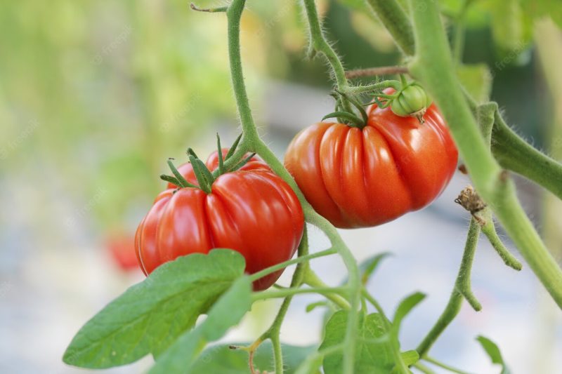 Red tomatoes on a branch Free Photo