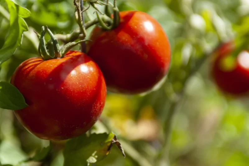 Selective focus shot of riped red tomatoes Free Photo