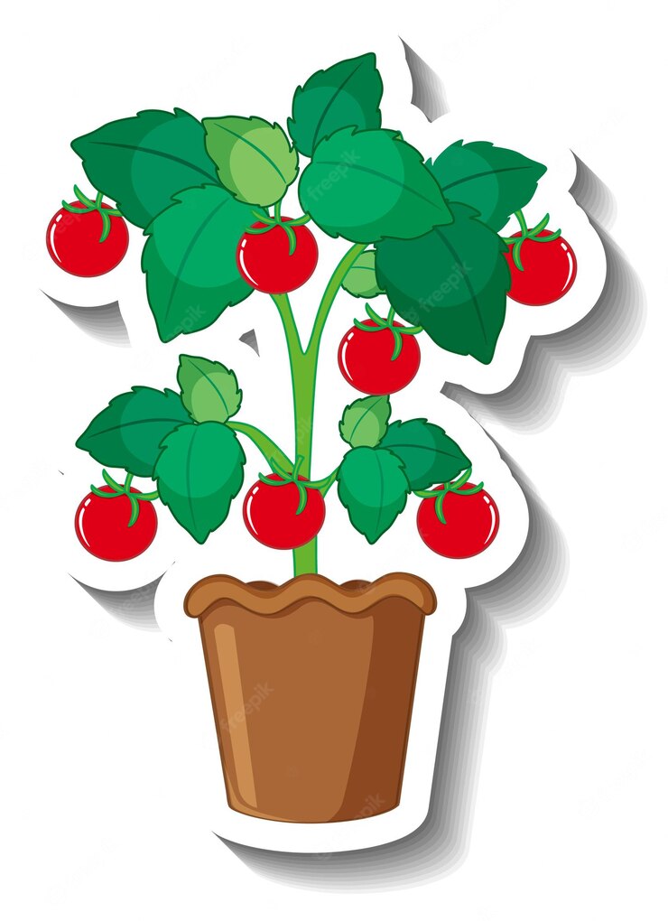 Tomato Tree Pot Cartoon Style 1308 82218