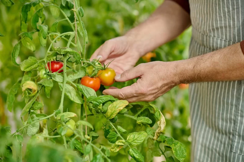 Tomatoes farm. close up picture of mans hands holding fresh tomatoes Free Photo