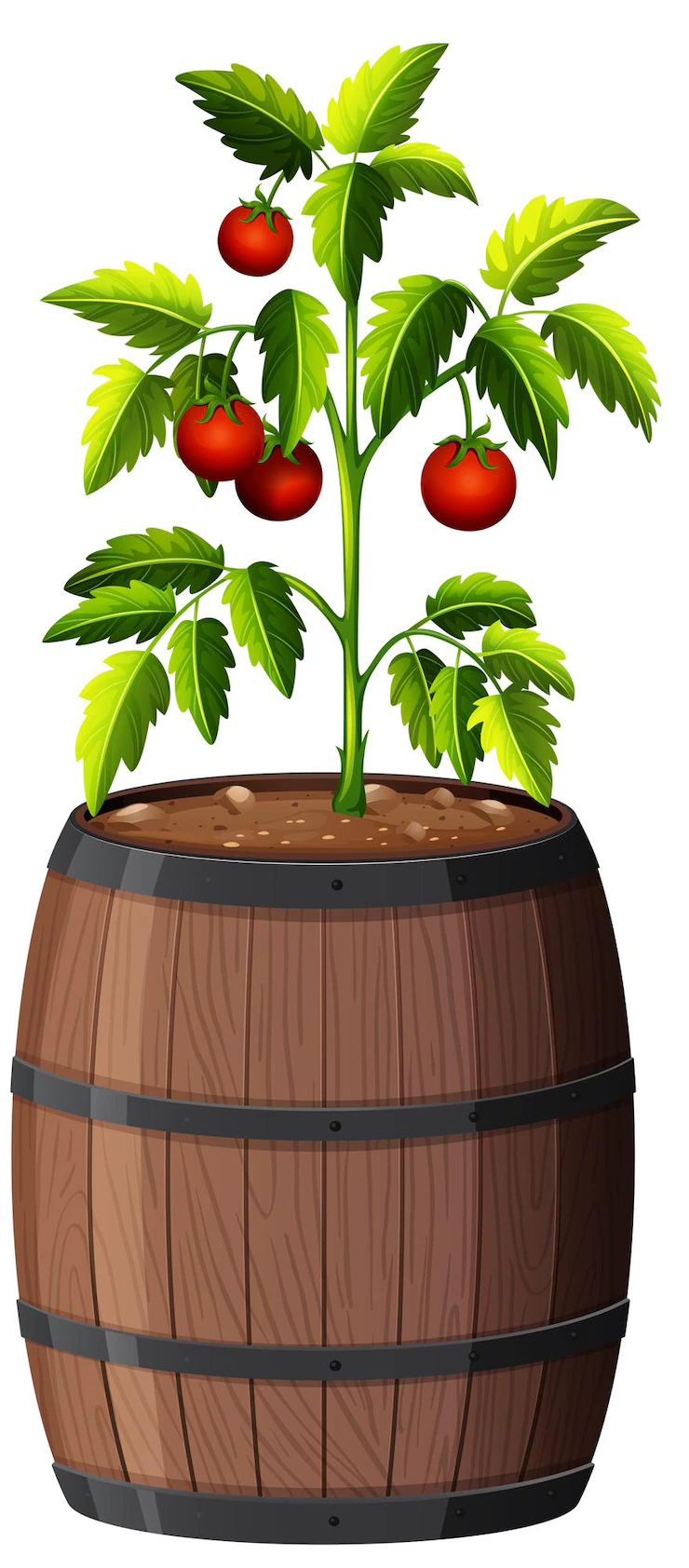 Tomatoes Plant Wooden Pot Isolated White Background 1308 52939