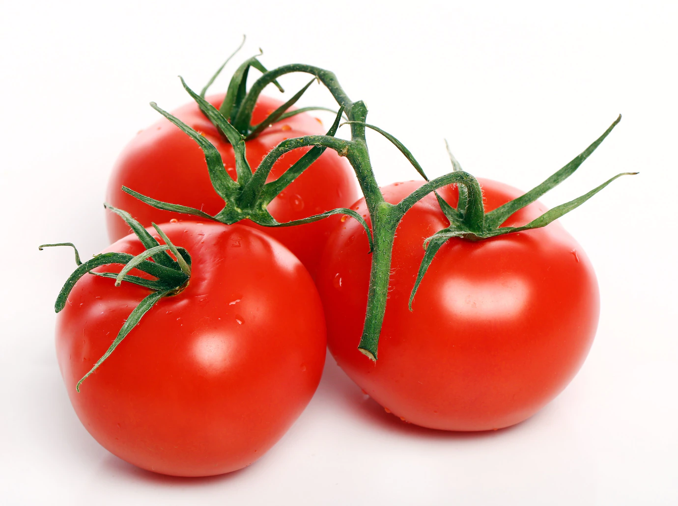 Tomatoes 144627 15408