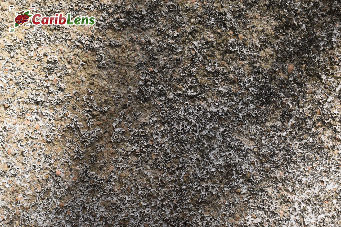 Grunge Concrete Wall Background Texture Free Image Download