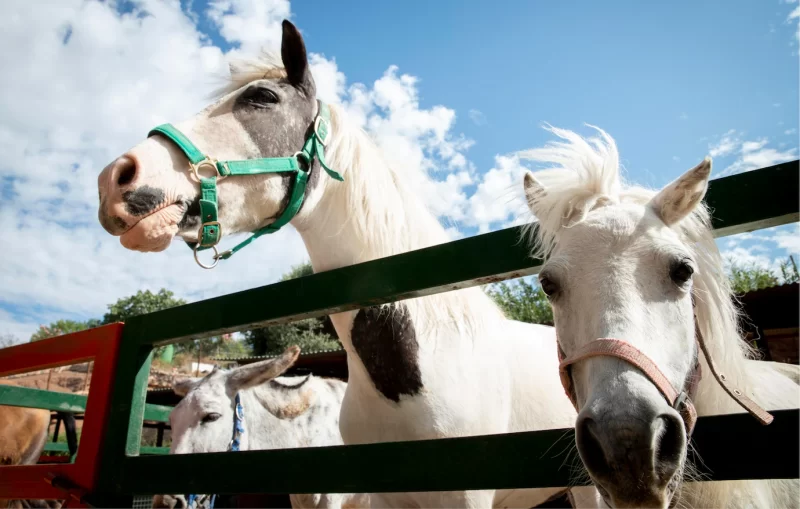 Adorable horse at the farm outdoors Free Photo