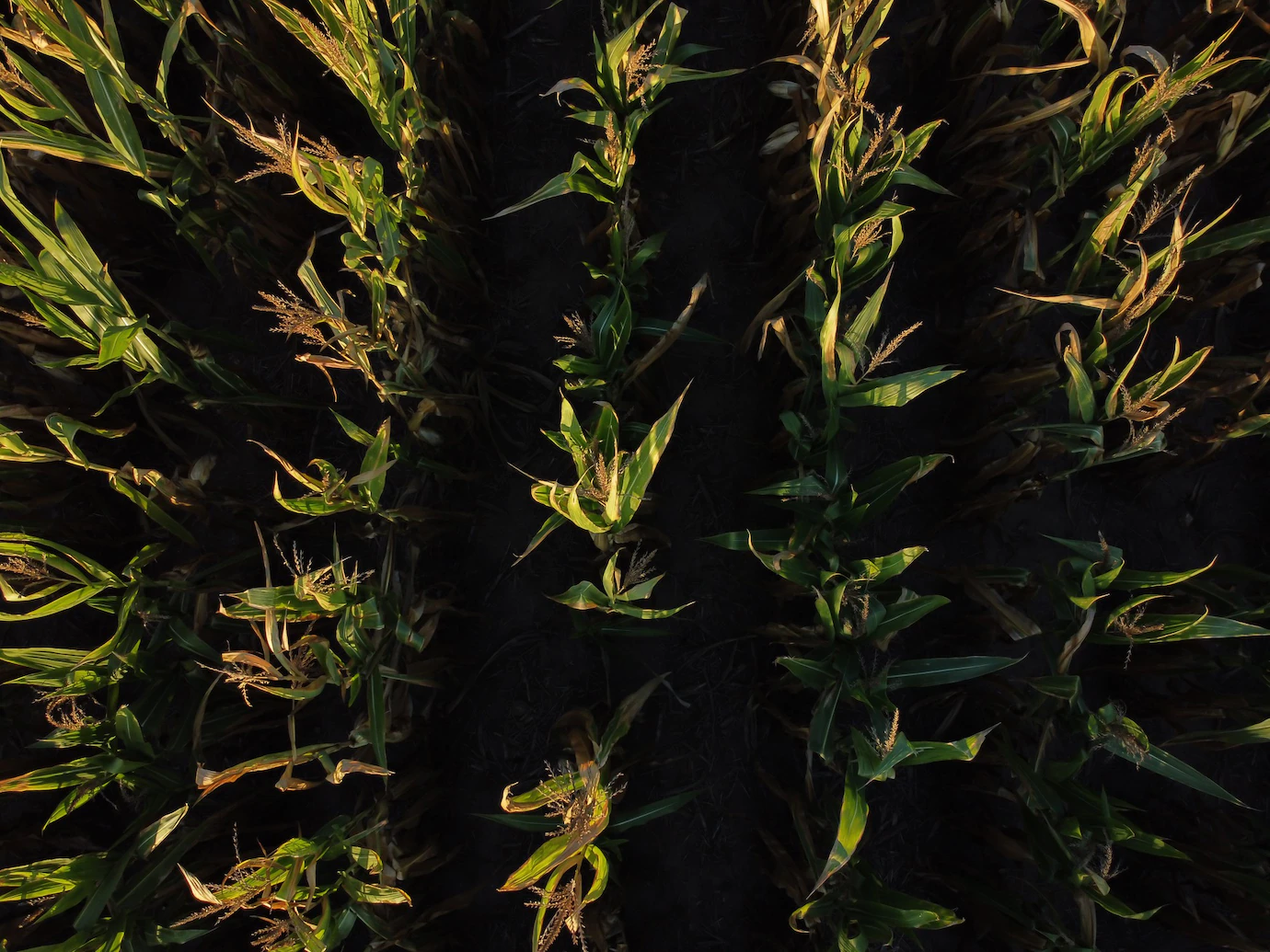 Aerial Shot Cornfield Sunset 181624 40536